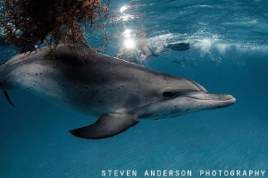 When ya need a smile these friendly mammals answer the ca... by Steven Anderson 